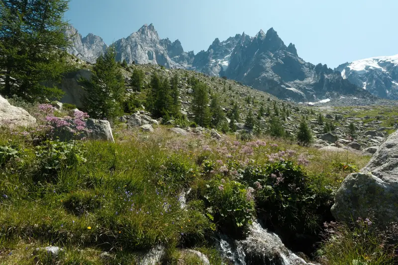 Alpage fleuri et ruisseau sous les aiguilles de Chamonix